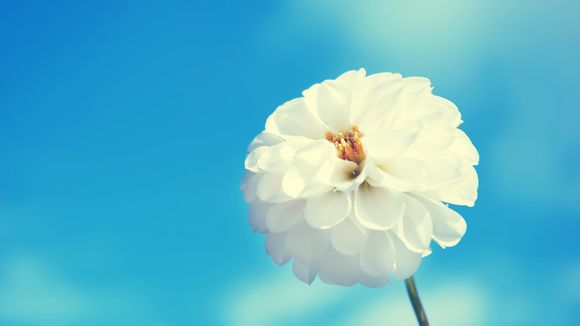 如何抓鲨鱼