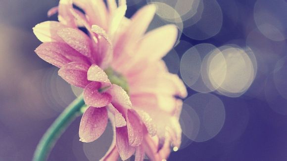 苹果6按揭首付多少